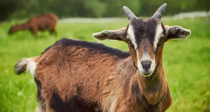 बाख्रापालनबाट आत्मनिर्भर बन्दै बाँकेका महिला