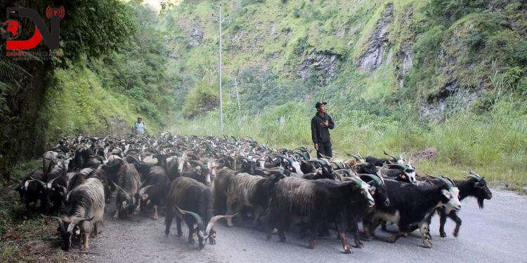 यसवर्ष च्याङग्राको मूल्य घट्यो