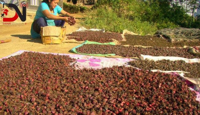 अलैँचीको उत्पादन घट्यो, मूल्य बढ्यो