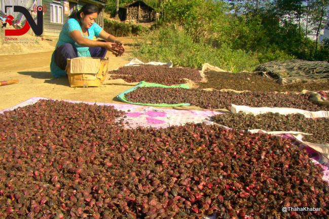 अलैँचीको उत्पादन घट्यो, मूल्य बढ्यो