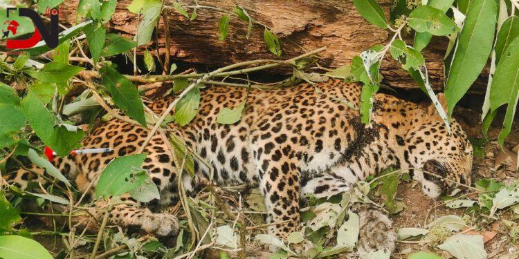 उद्धारको पर्खाइमै मर्छन् लोपोन्मूख वन्यजन्तु