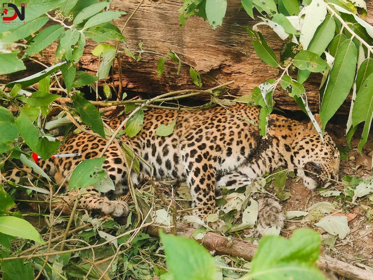 उद्धारको पर्खाइमै मर्छन् लोपोन्मूख वन्यजन्तु