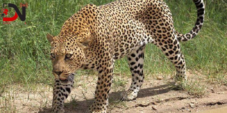 चितुवाको त्रासमा सिमलघारीवासी