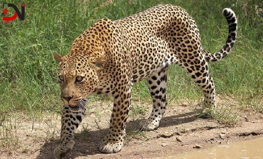 चितुवाको त्रासमा सिमलघारीवासी