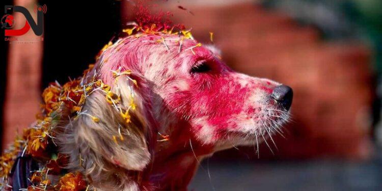 आज कात्तिक कृष्ण चतुर्दशीः नरक चतुर्दशी, कुकुर तिहार मनाइँदै