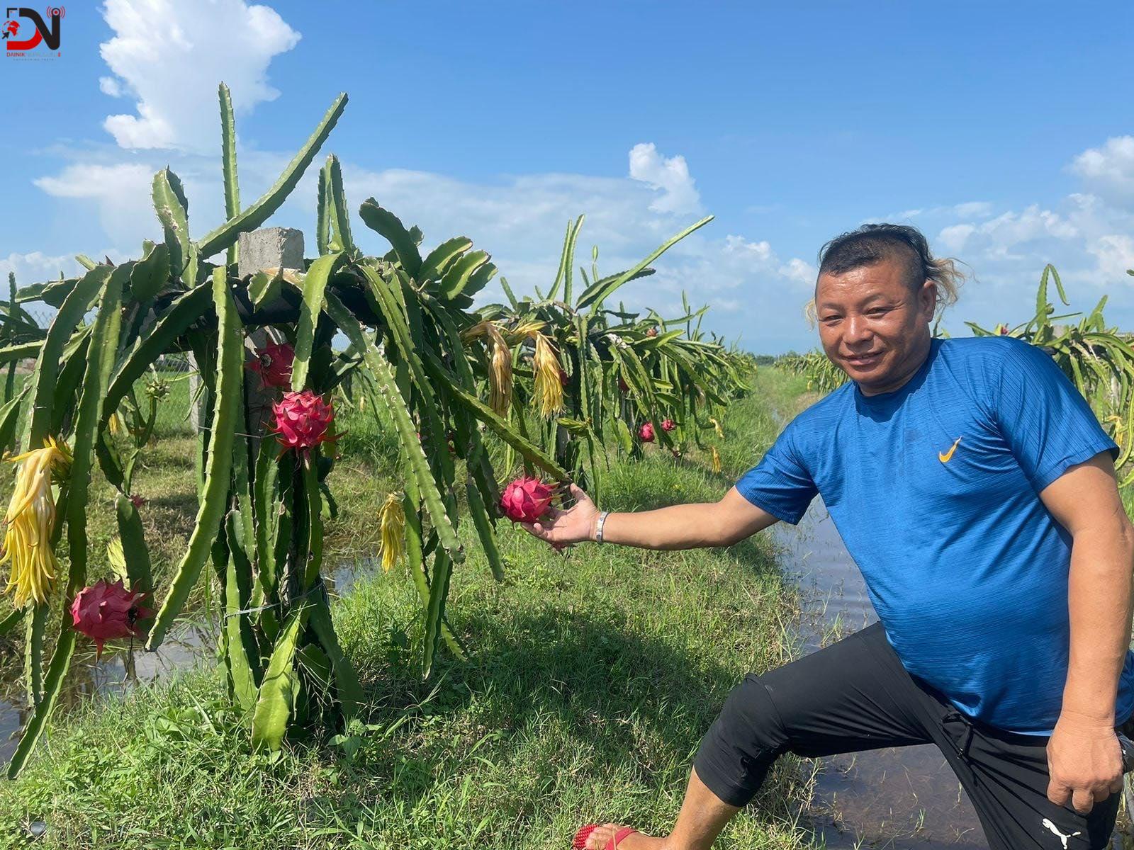 २२ लाख लगानीमा ड्रयागन खेती