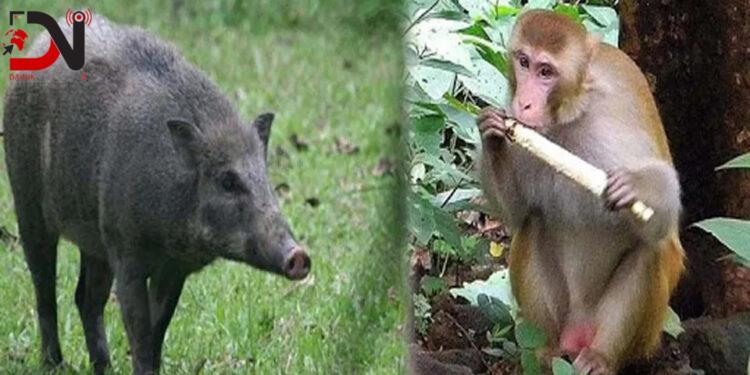 बाँदर, बदेल र दुम्सीले उठिबास भएको भन्दै नियन्त्रणका लागि ध्यानाकर्षण