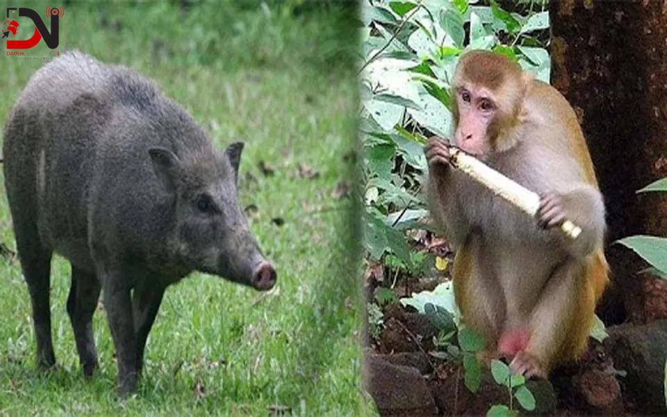 बाँदर, बदेल र दुम्सीले उठिबास भएको भन्दै नियन्त्रणका लागि ध्यानाकर्षण