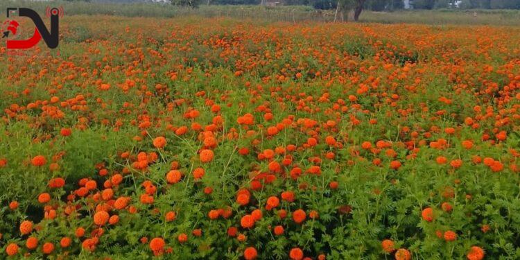 बाँकेमा व्यावसायिक फूलखेती फस्टाउँदै