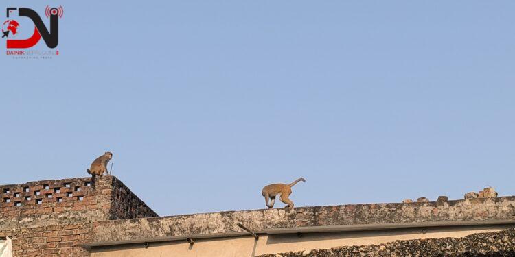 बाँदर आतंकले घर जोगाउनै आपत्