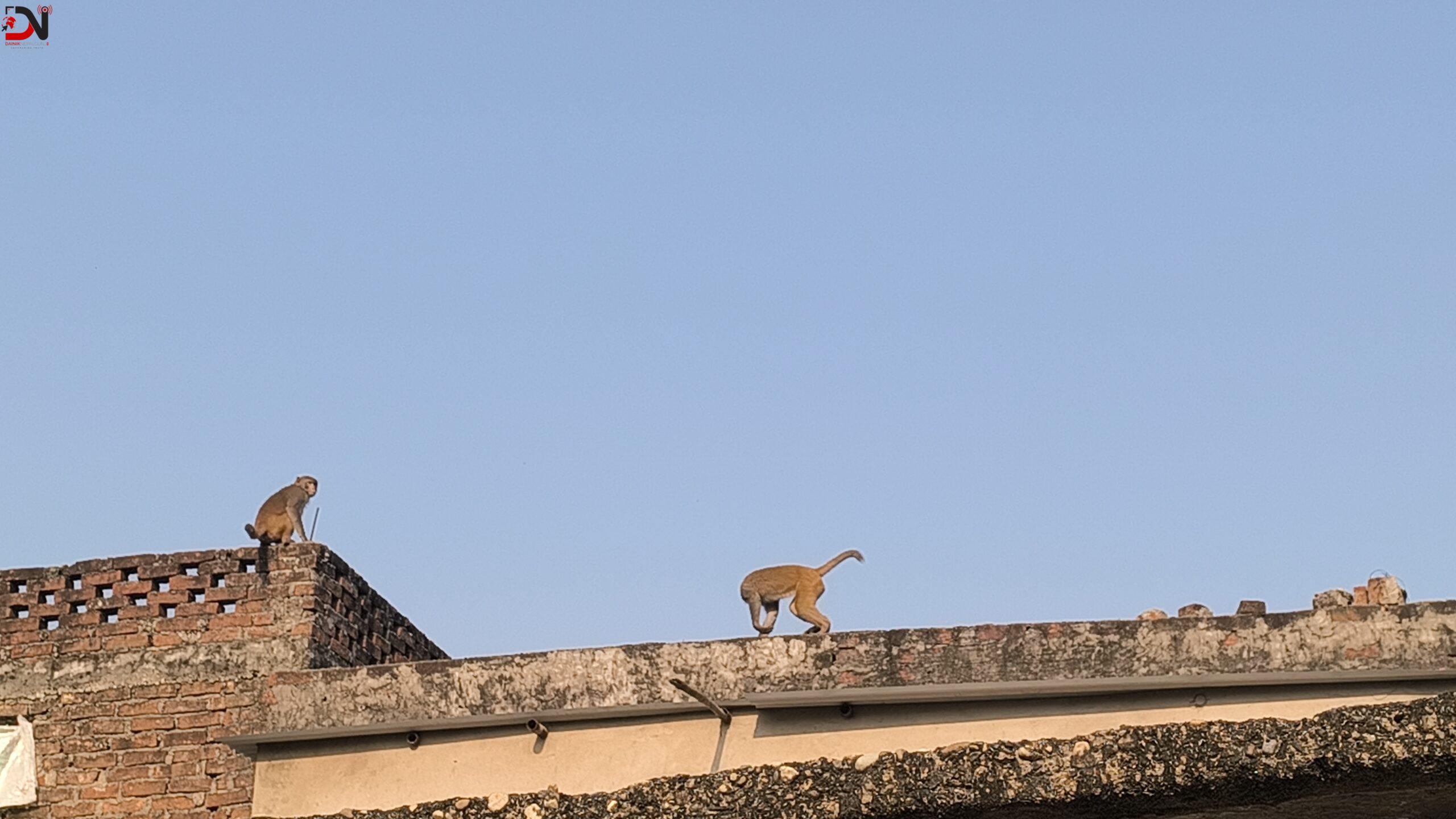 बाँदर आतंकले घर जोगाउनै आपत्