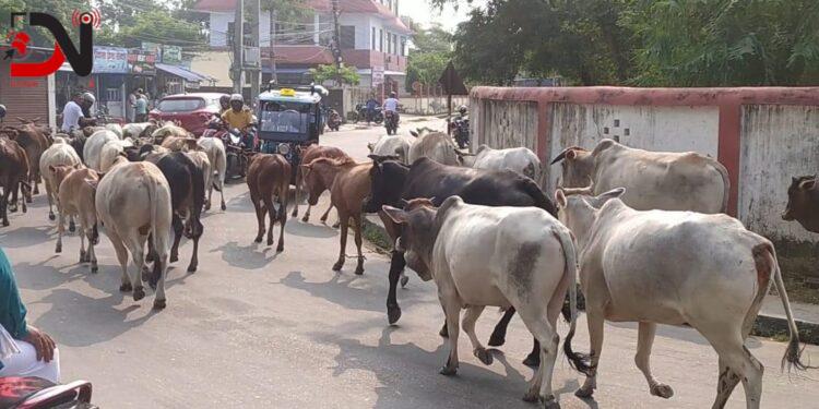 नेपालगन्जका सडकबाट छाडा पशुचौपाया काञ्जीहाउस लगिँदै