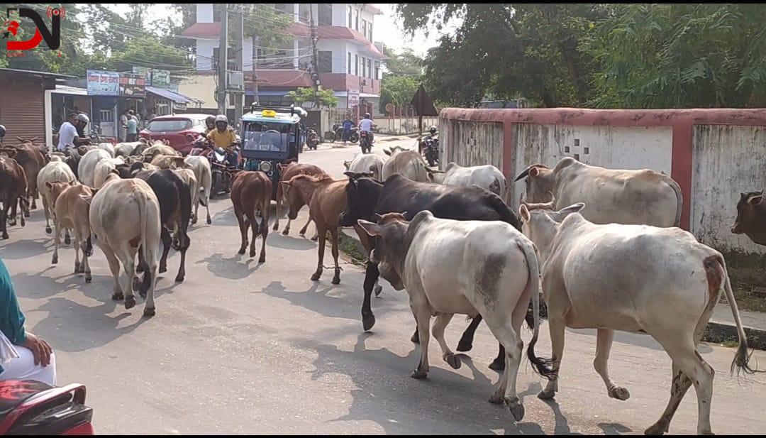 नेपालगन्जका सडकबाट छाडा पशुचौपाया काञ्जीहाउस लगिँदै