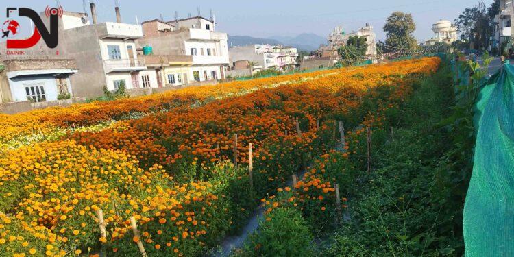 ढकमक्क फुल्न थाले तिहार लक्षित सयपत्री