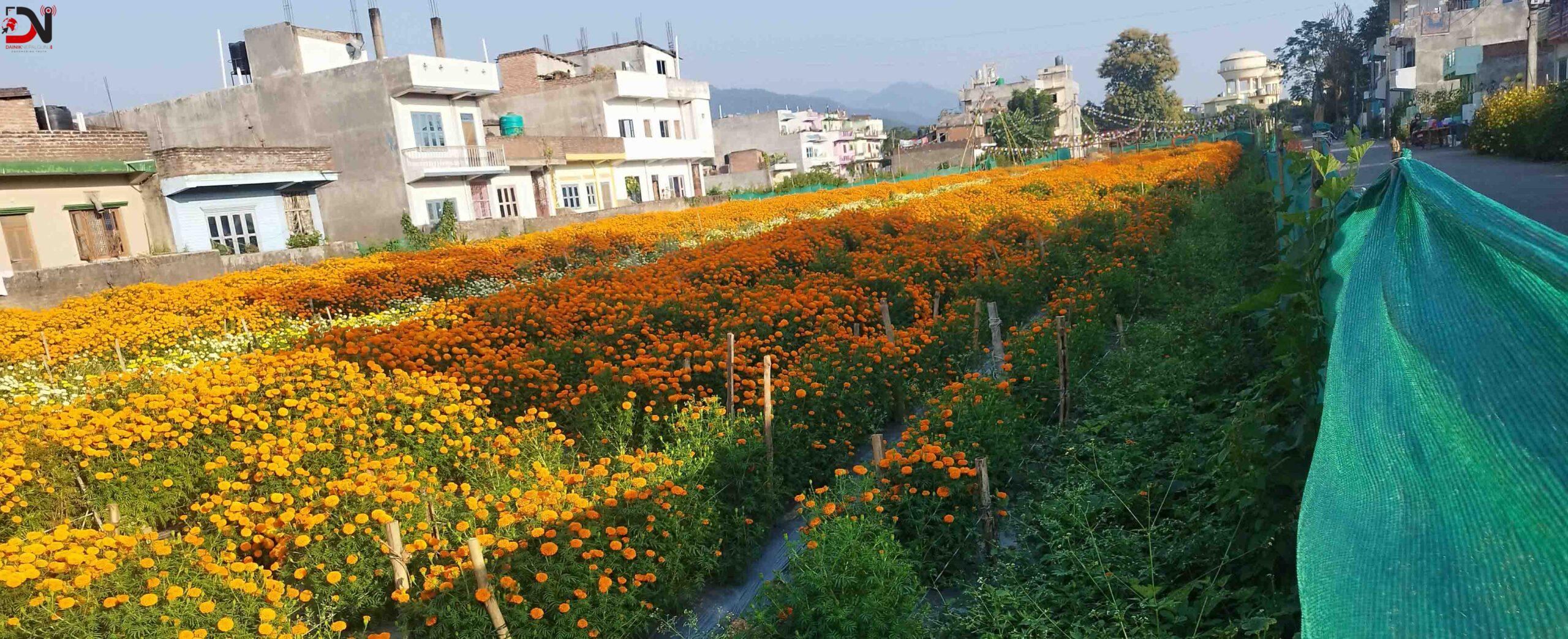 ढकमक्क फुल्न थाले तिहार लक्षित सयपत्री