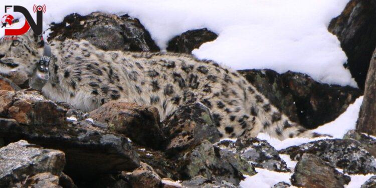 जलवायु परिवर्तनले हिउँ चितुवाको बासस्थानमा चुनौती