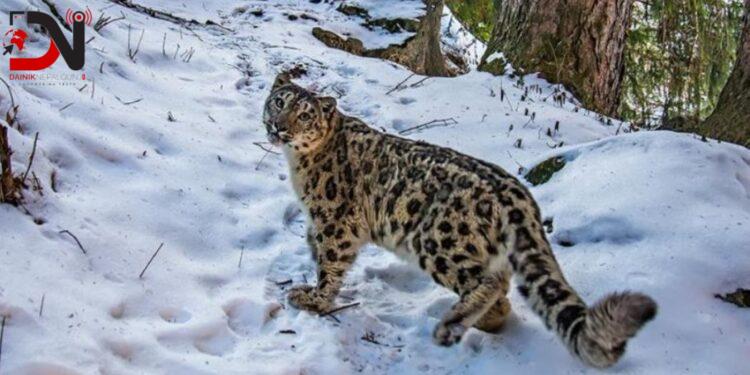 कञ्चनजङ्घामा १३ हिउँ चितुवा