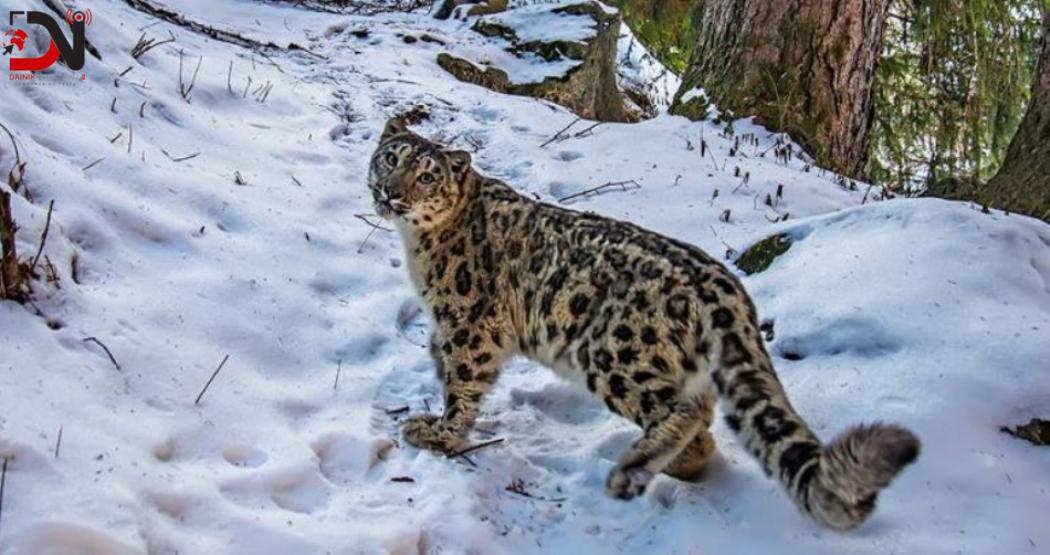 कञ्चनजङ्घामा १३ हिउँ चितुवा