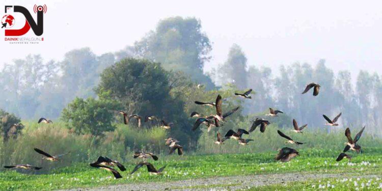 साइबेरियाका चरा कैलाली–कञ्चनपुरमा