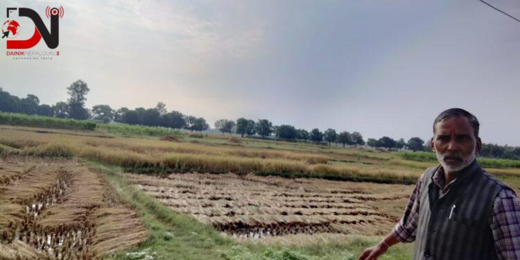 बेमौसमी वर्षाले बाँकेमा धान बालीमा क्षति