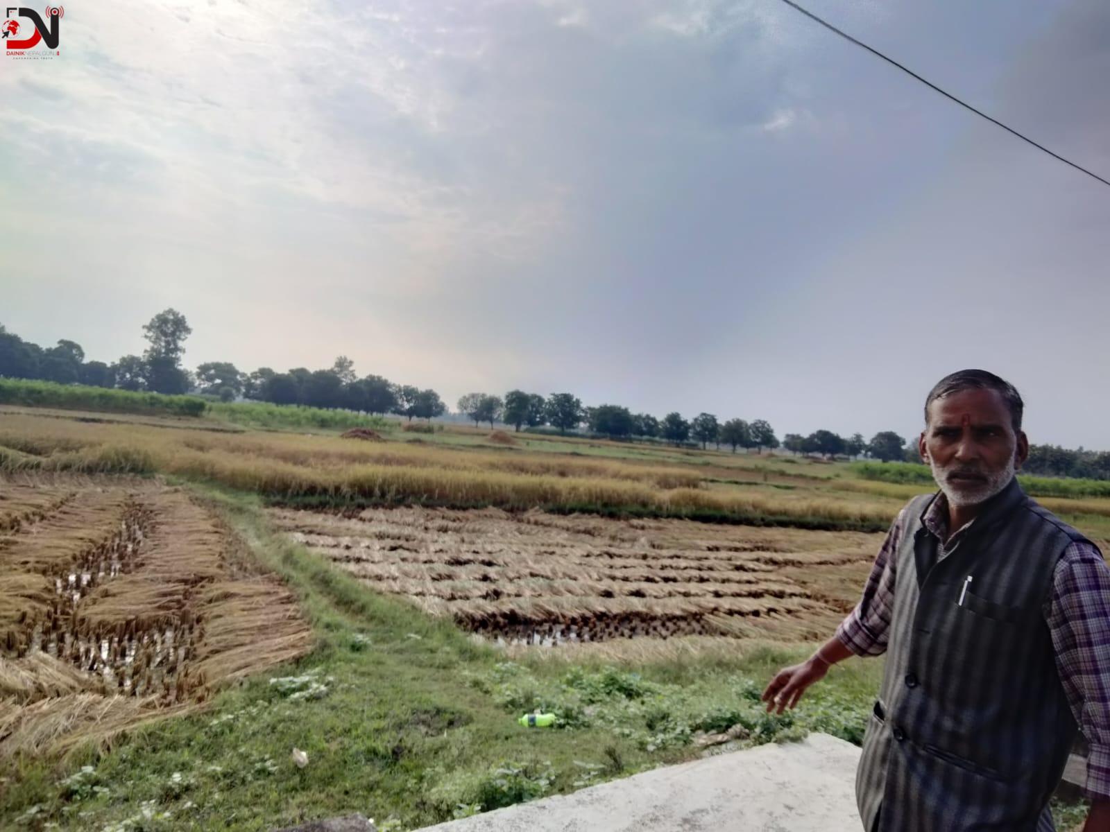 बेमौसमी वर्षाले बाँकेमा धान बालीमा क्षति