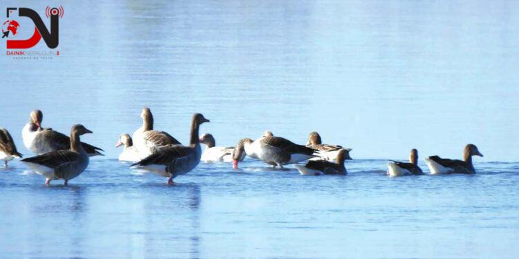 जाडो छल्न आगन्तुक चरा चितवनमा