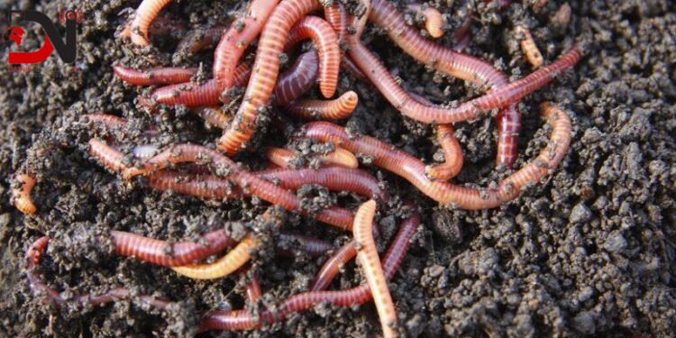 नेपालगञ्जमा उत्पादित गड्यौलाको मल जुम्लामा पुर्‍याउन समस्या