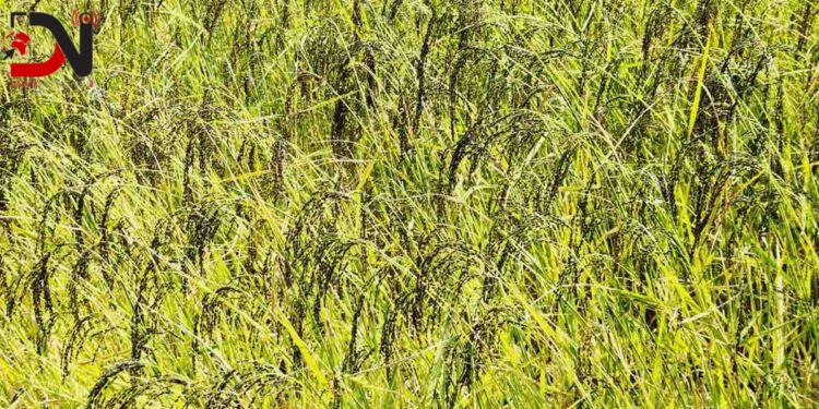 दैलेखका किसानको ‘गुणे’ धानमा अधिक आकर्षण