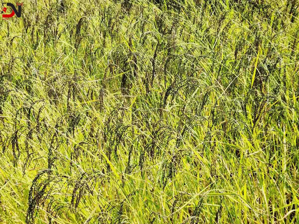 दैलेखका किसानको ‘गुणे’ धानमा अधिक आकर्षण