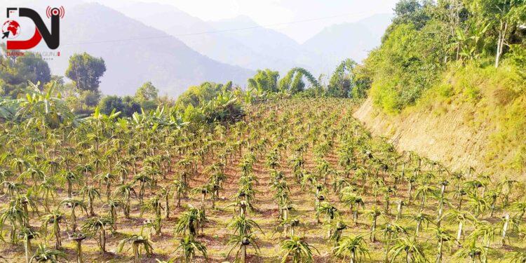 ‘ड्रागन फ्रुट बिक्री गर्न समस्या छैन’