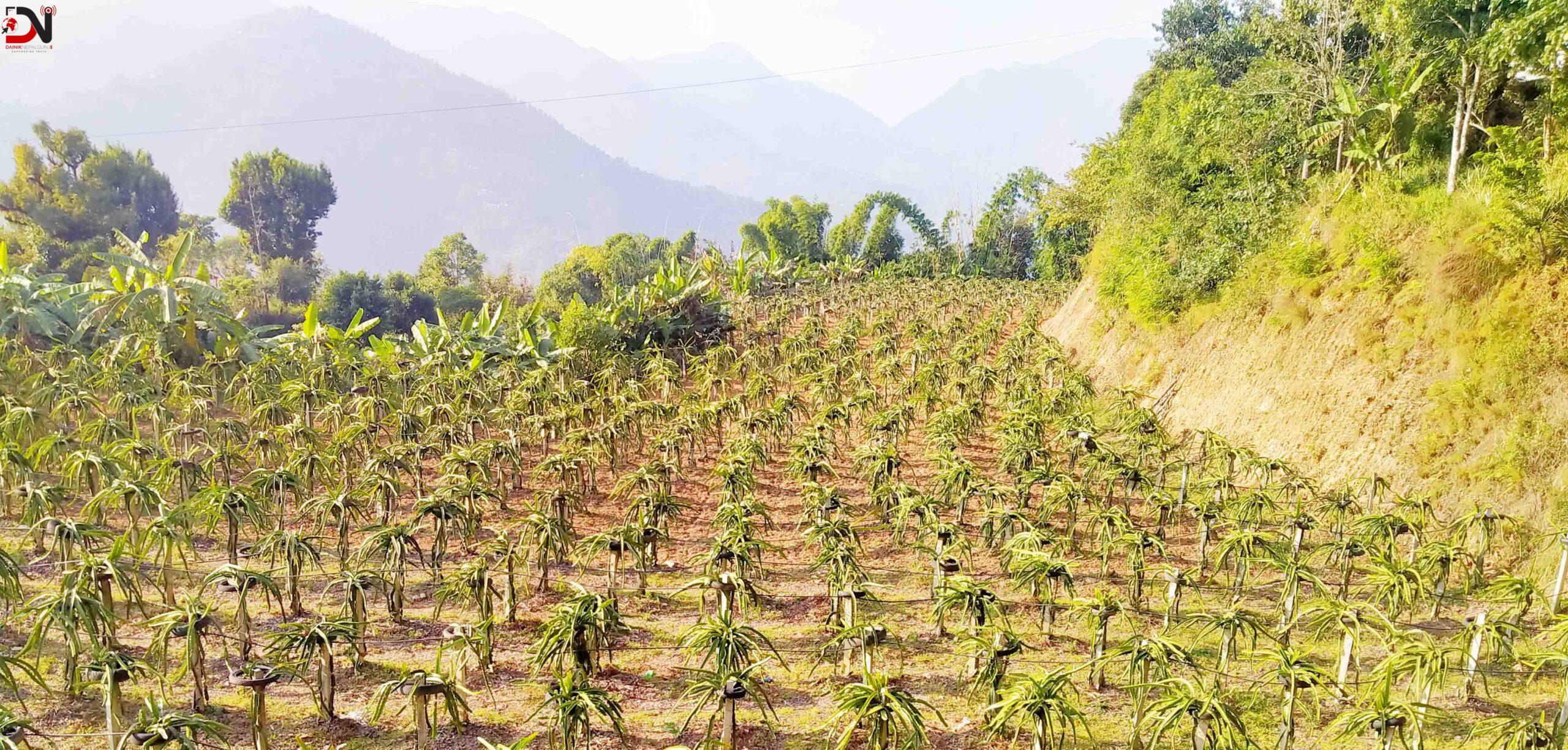 ‘ड्रागन फ्रुट बिक्री गर्न समस्या छैन’