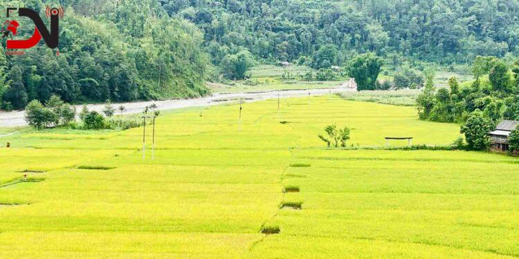 गुल्मीमा धान उत्पादन बढ्यो