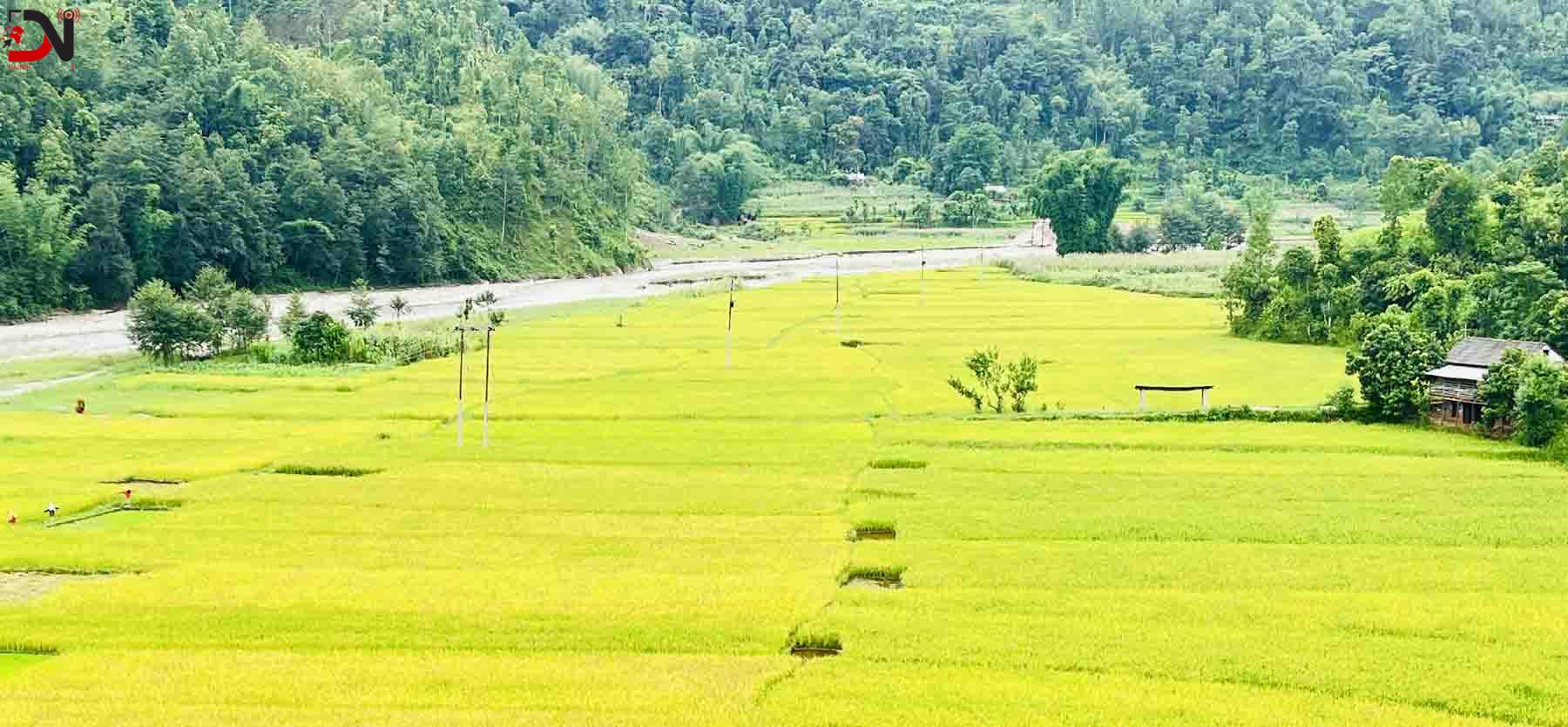 गुल्मीमा धान उत्पादन बढ्यो