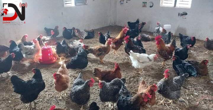 स्याङ्जाका स्कूले पढ्दै, कुखुरापालनमा रमाउँदै