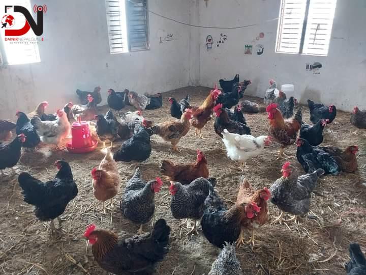 स्याङ्जाका स्कूले पढ्दै, कुखुरापालनमा रमाउँदै