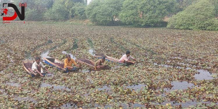 व्यावसायिक सिँगडाखेतीबाट गाउँमै लाखौँ आम्दानी