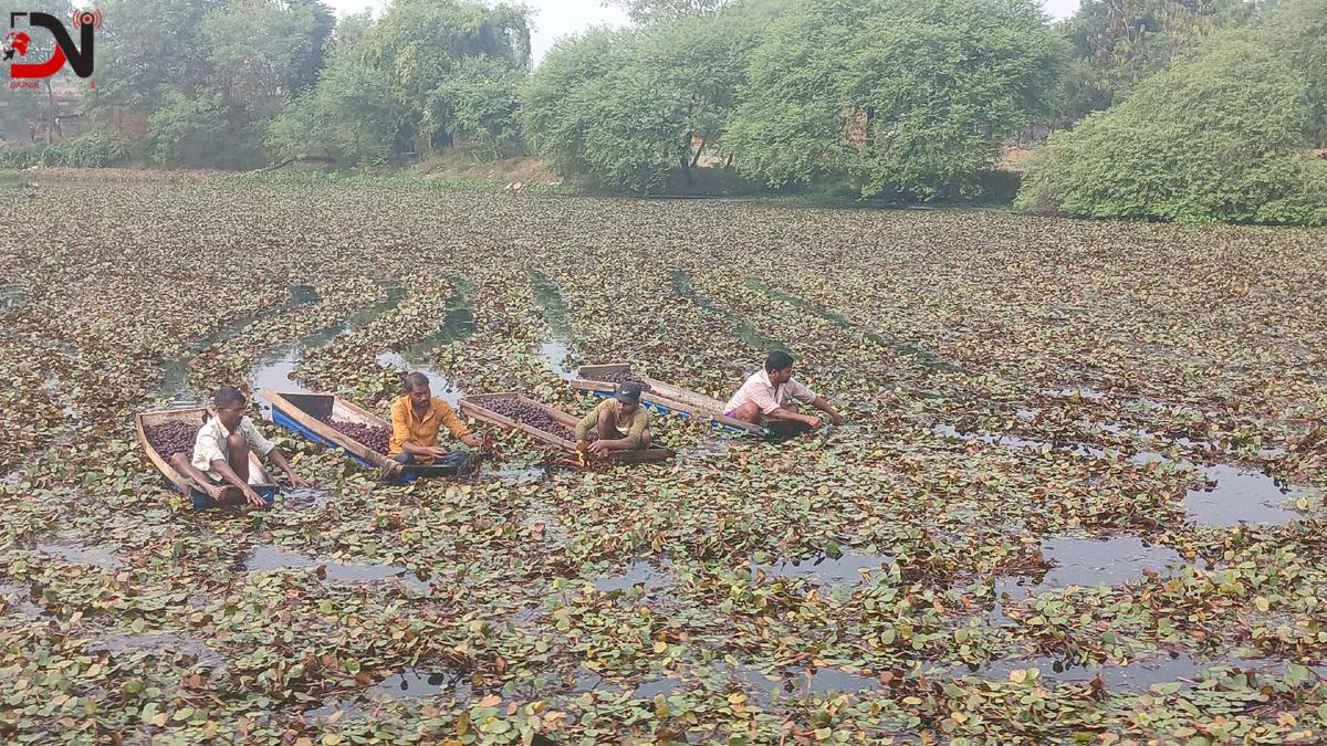 व्यावसायिक सिँगडाखेतीबाट गाउँमै लाखौँ आम्दानी