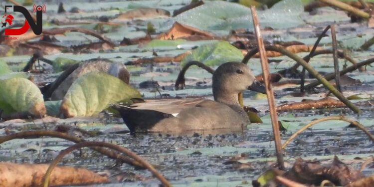 आगन्तुक चराको चिरबिरले मनमोहक घोडाघोडी