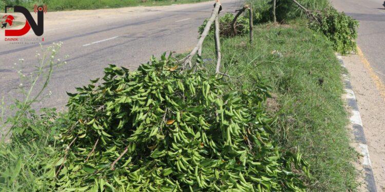 कोहलपुरमा विरुवा काट्ने भुसाल पक्राउ