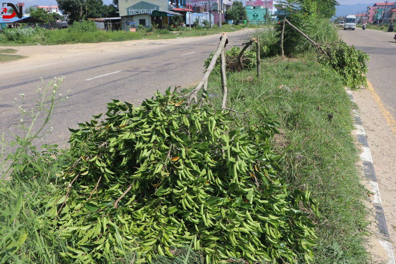 कोहलपुरमा विरुवा काट्ने भुसाल पक्राउ