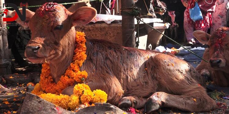 तिहारको चौथो दिन आज गाई पूजा गरिँदै