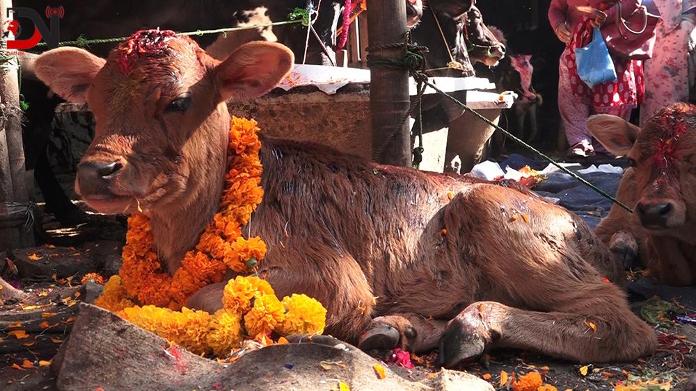 तिहारको चौथो दिन आज गाई पूजा गरिँदै