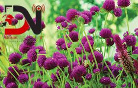 गाउँबाट पनि हराउँदै मखमली फूल