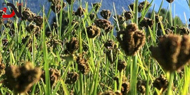 बाँकेमा कोदोखेतीको सफल परीक्षण