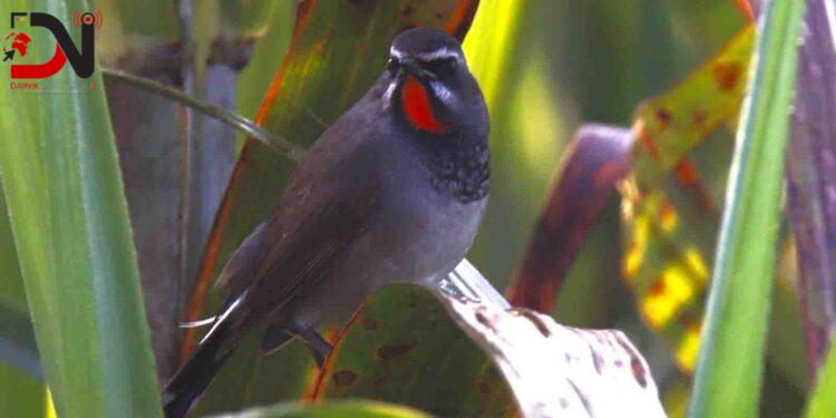 दुर्लभ कृष्णवक्ष रातोकण्ठ चरा कञ्चनपुरमा पहिलोपटक देखियो