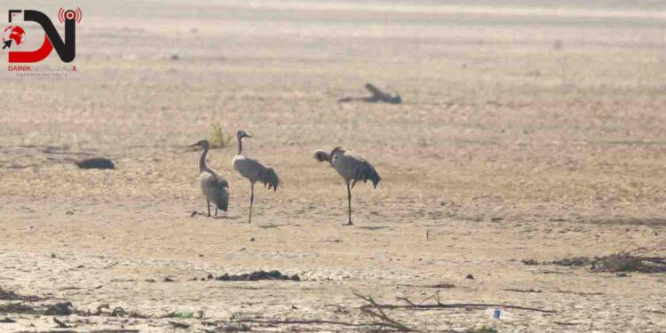 कर्णाली नदी क्षेत्रमा आइपुगे लक्ष्मण सारस