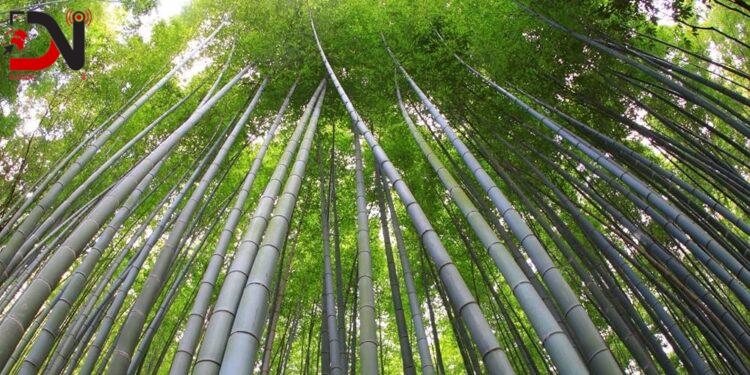 चुरेमा बाँस रोप्न दातृ निकाय खोज्दै सरकार