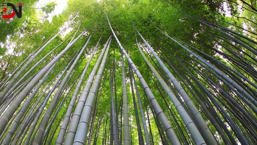 चुरेमा बाँस रोप्न दातृ निकाय खोज्दै सरकार