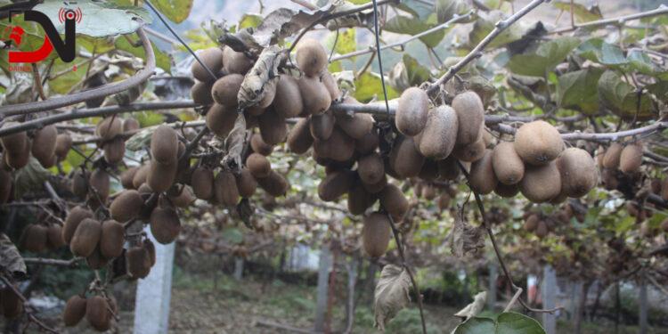 किबीले बजार पाएन