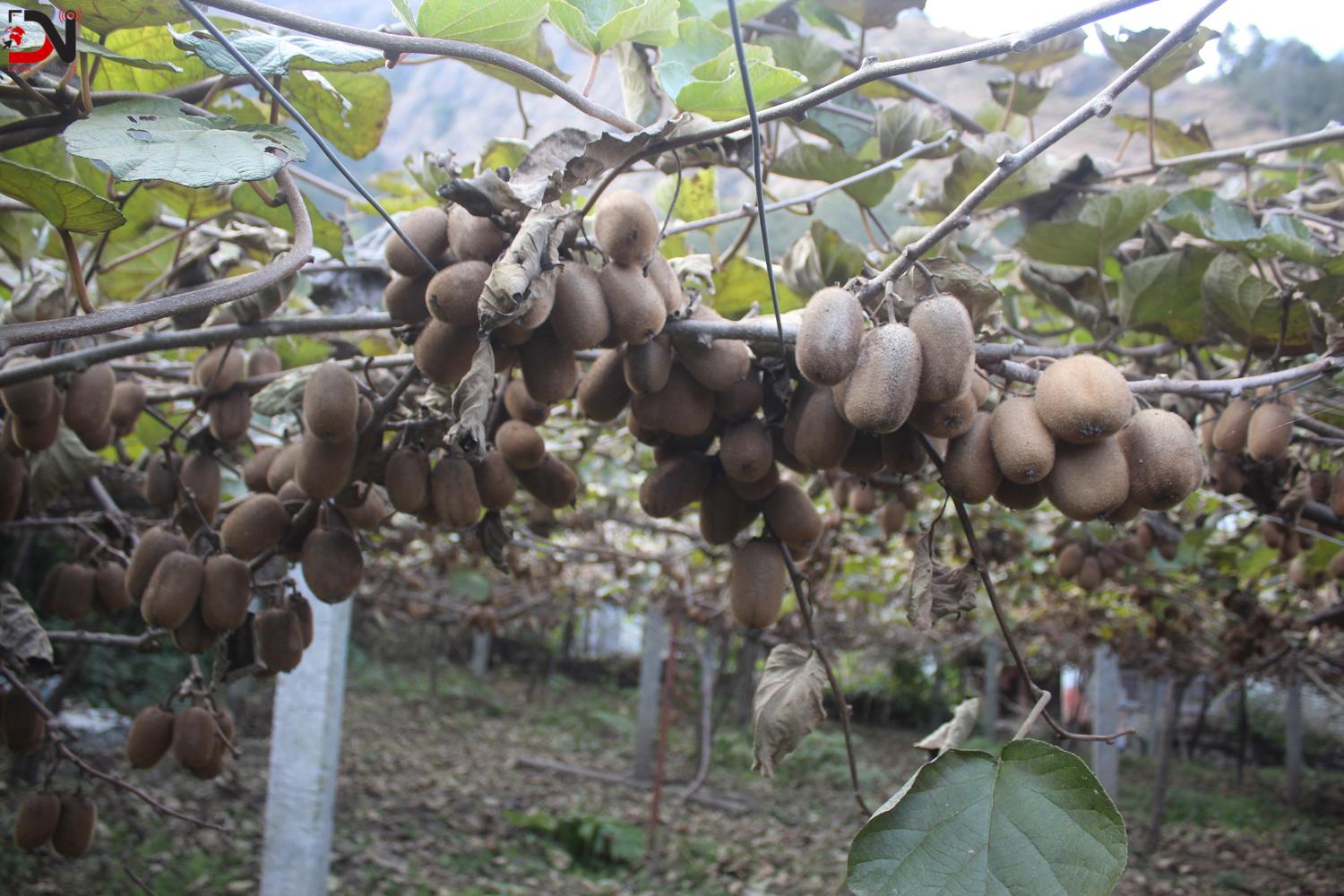 किबीले बजार पाएन